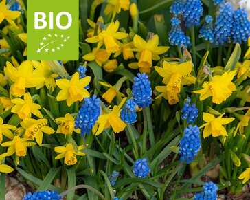 Bees & Butterflies Mix - BIO