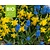 Bees & Butterflies Mix - BIO