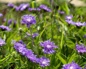 Stokesia laevis image