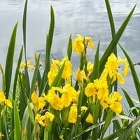 Zwemvijver planten 