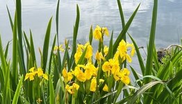 Zwemvijver planten  image