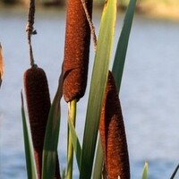 Inheemse vijverplanten