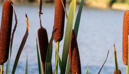 Inheemse vijverplanten image