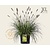 Pennisetum alopecuroides 'Hameln' - XL