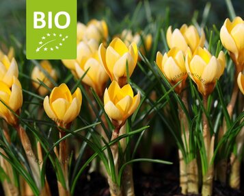 Crocus chrysanthus 'Romance' - BIO image