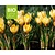 Crocus chrysanthus 'Romance' - BIO