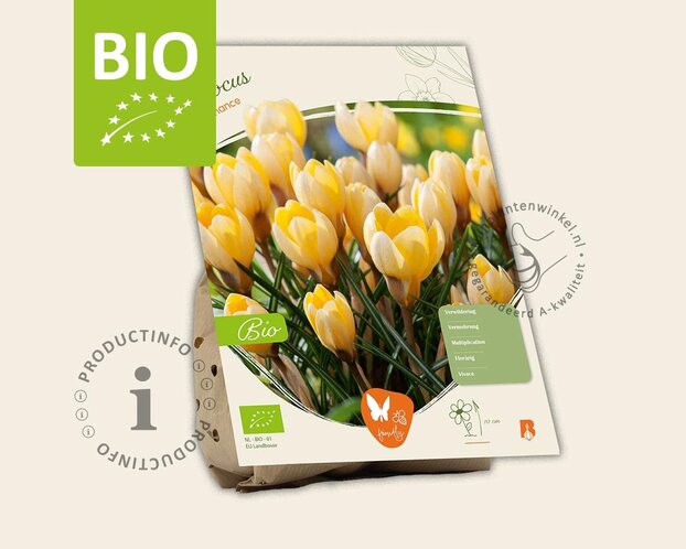 Crocus chrysanthus 'Romance' - BIO