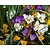 Crocus Botanisch Mix