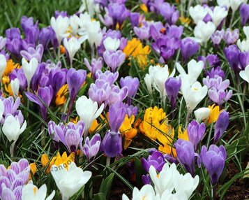 Crocus Grootbloemig Mix image