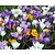 Crocus Grootbloemig Mix