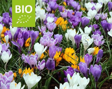 Crocus Mix - BIO image