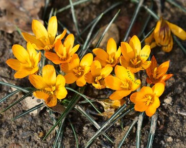 Crocus 'Orange Monarch'