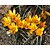 Crocus 'Orange Monarch'