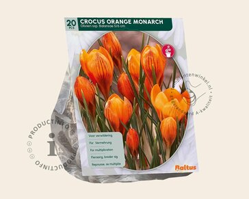 Crocus 'Orange Monarch'