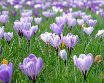Crocus 'Pickwick' Grootbloemig Gestreept