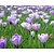 Crocus 'Pickwick' Grootbloemig Gestreept