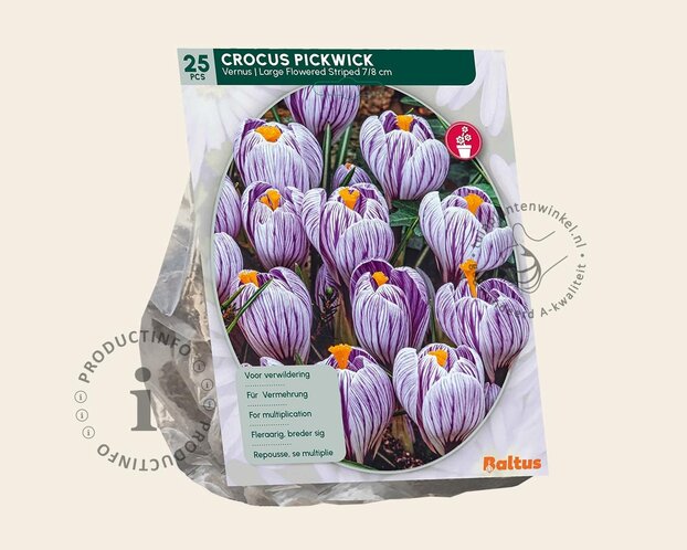 Crocus 'Pickwick' Grootbloemig Gestreept