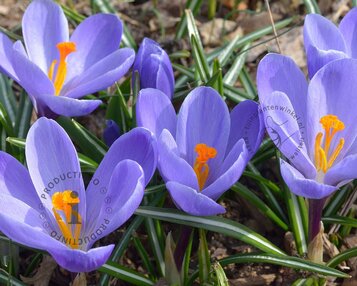 Crocus 'Remembrance' Grootbloemig Blauw image