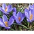Crocus 'Remembrance' Grootbloemig Blauw