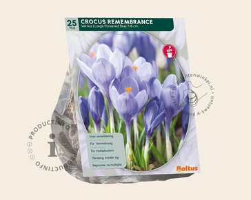 Crocus 'Remembrance' Grootbloemig Blauw