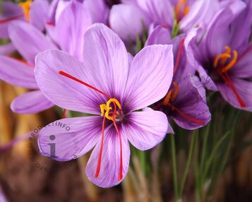 Crocus sativus image