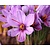 Crocus sativus