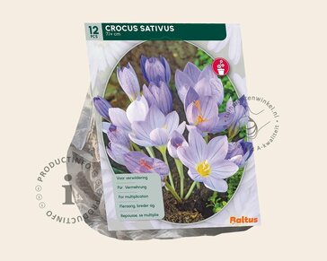 Crocus sativus