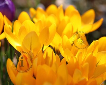Crocus vernus Grootbloemig Geel image