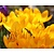 Crocus vernus Grootbloemig Geel