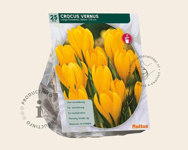 Crocus vernus Grootbloemig Geel