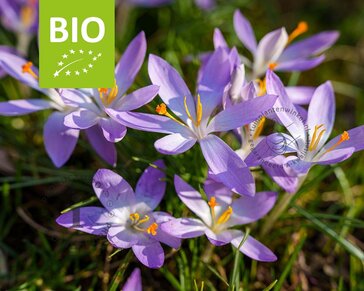 Crocus tommasinianus - BIO