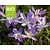 Crocus tommasinianus - BIO