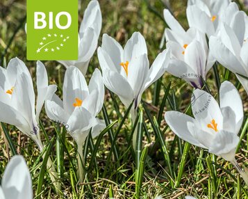 Crocus vernus 'Jeanne d'Arc' - BIO image