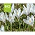 Crocus vernus 'Jeanne d'Arc' - BIO