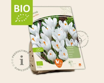 Crocus vernus 'Jeanne d'Arc' - BIO