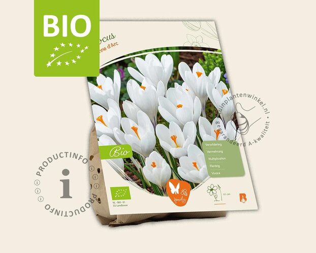 Crocus vernus 'Jeanne d'Arc' - BIO