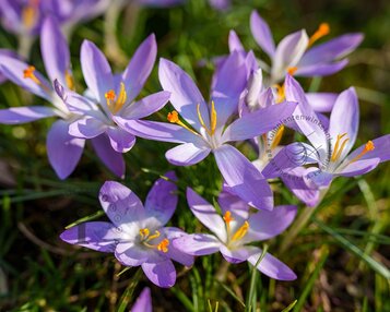 Crocus tommasinianus image