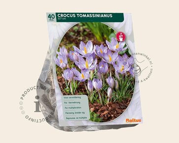 Crocus tommasinianus