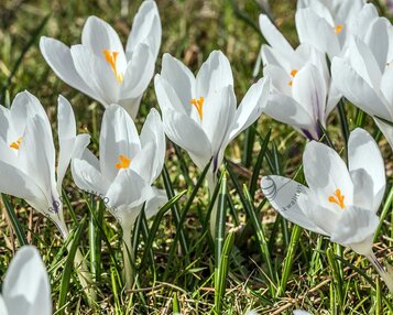 Crocus vernus 'Jeanne d'Arc' Grootbloemig Wit image