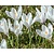 Crocus vernus 'Jeanne d'Arc' Grootbloemig Wit