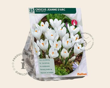 Crocus vernus 'Jeanne d'Arc' Grootbloemig Wit