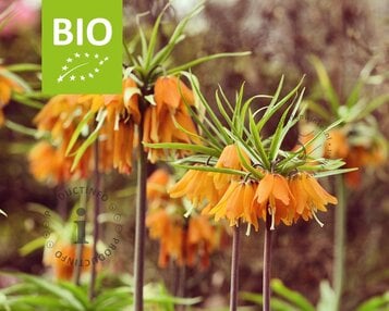 Fritillaria 'Early Dream' - BIO image
