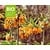 Fritillaria 'Early Dream' - BIO