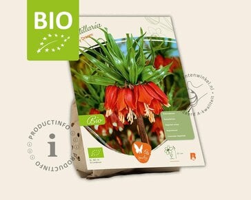 Fritillaria 'Early Dream' - BIO