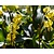 Erythronium 'Pagoda'