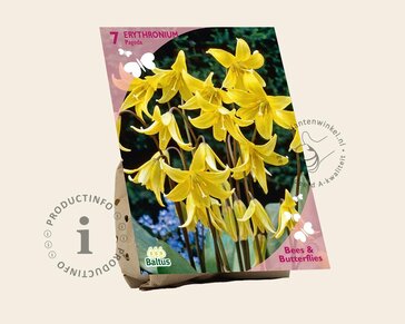 Erythronium 'Pagoda'