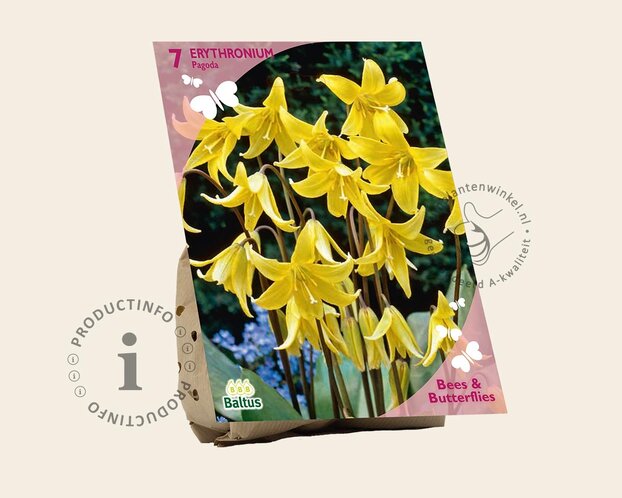 Erythronium 'Pagoda'