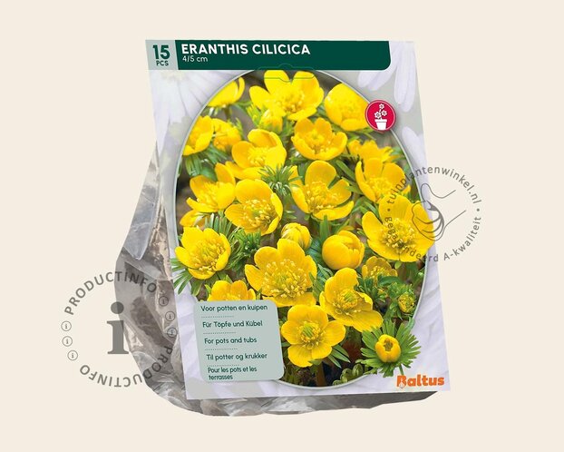 Eranthis cilicica
