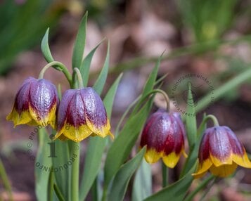 Fritillaria michailovskyi image