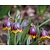 Fritillaria michailovskyi